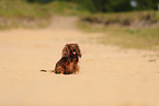 longhaired Dachshund