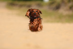 longhaired Dachshund