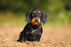 wirehaired Dachshund