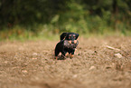 wirehaired Dachshund