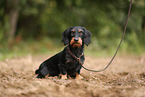 wirehaired Dachshund