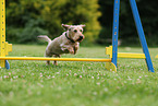 wirehaired Dachshund