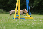 wirehaired Dachshund