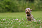 wirehaired Dachshund