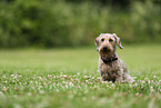 wirehaired Dachshund