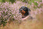 shorthaired Dachshund