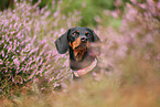 shorthaired Dachshund