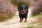 shorthaired Dachshund