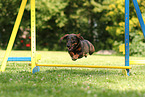 wirehaired Dachshund