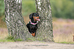 shorthaired Dachshund