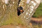 shorthaired Dachshund