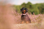 shorthaired Dachshund