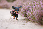 shorthaired Dachshund