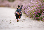 shorthaired Dachshund