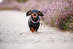 shorthaired Dachshund