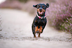 shorthaired Dachshund