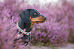 shorthaired Dachshund