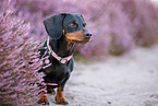 shorthaired Dachshund