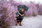 shorthaired Dachshund