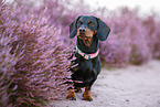 shorthaired Dachshund