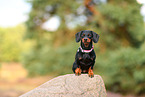 shorthaired Dachshund