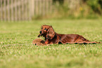 longhaired Dachshund