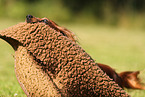 longhaired Dachshund