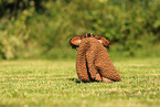 longhaired Dachshund