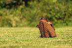 longhaired Dachshund