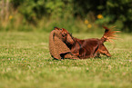 longhaired Dachshund