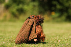 longhaired Dachshund