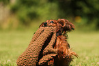 longhaired Dachshund