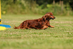 longhaired Dachshund