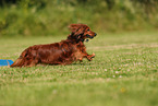 longhaired Dachshund