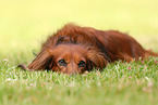 longhaired Dachshund