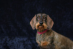 wirehaired Dachshund