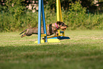 wirehaired Dachshund