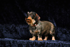 wirehaired Dachshund