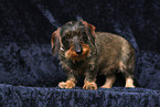 wirehaired Dachshund