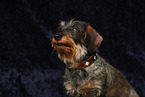 wirehaired Dachshund