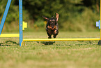 wirehaired Dachshund