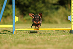 wirehaired Dachshund