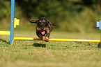 wirehaired Dachshund