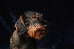 wirehaired Dachshund