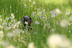 wirehaired Dachshund