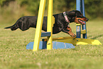 shorthaired Dachshund