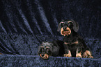 Dachshunds