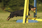 wirehaired Dachshund