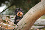 wirehaired Dachshund