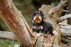 wirehaired Dachshund